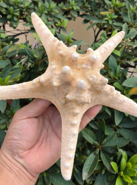 超大原色面包海星标本