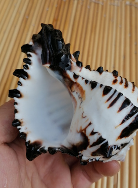 天然海螺贝壳黑斑美国水族鱼缸