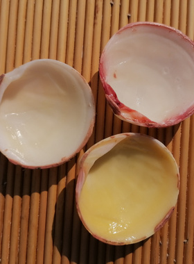 单片贝壳鱼缸造景多肉盆栽