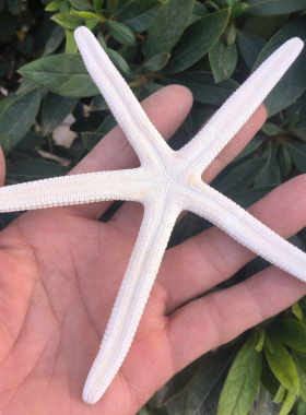 天然海螺贝壳五指海星