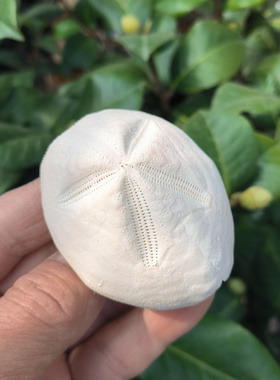 稀有白化石海胆壳小夜灯灯罩材料