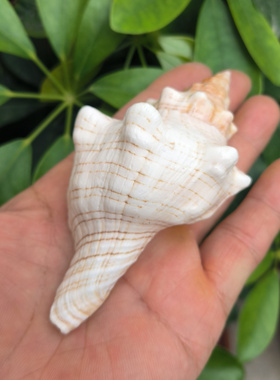 天然海螺贝壳羊角螺寄居蟹替换壳