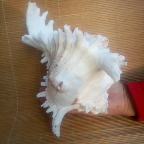 超大听大海声音天然海螺贝壳麒麟螺千手螺水族鱼缸造景家居装饰 - 图0
