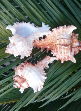 天然海螺贝壳千手菊花水族鱼缸