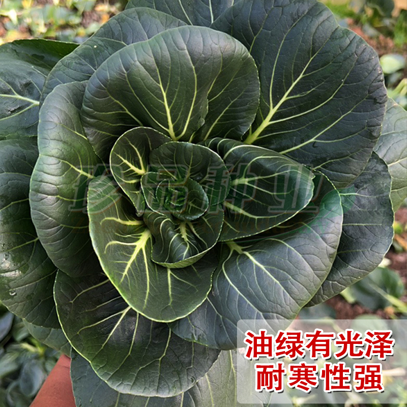 青梗菜种子青菜种籽子菜籽种大全四季阳台盆栽耐寒甜苏60蔬菜种孑 - 图0