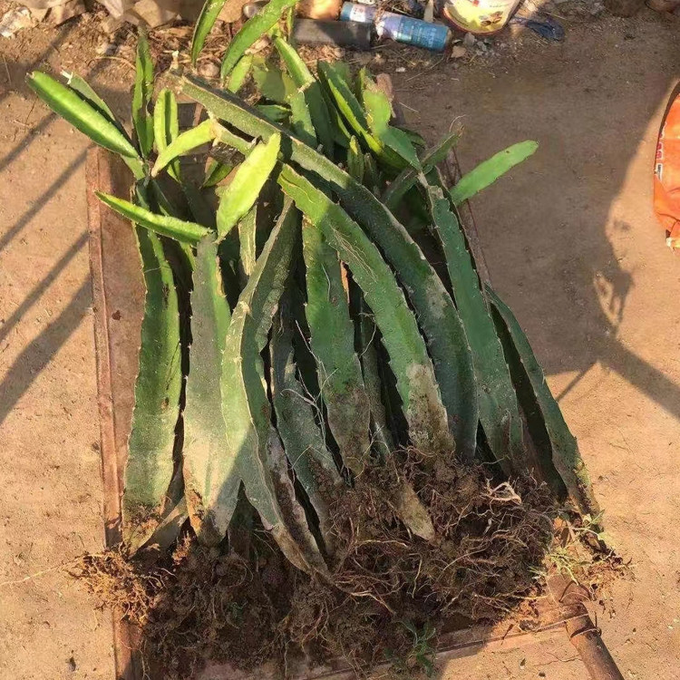 新品种燕窝火龙果苗无刺黄龙白肉红肉嫁接苗当年结果火龙果盆栽,淘宝优惠券,粉丝福利购,淘宝优惠卷