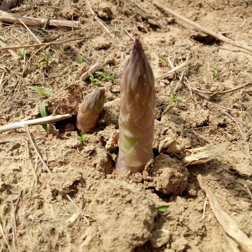 芦笋根苗绿色芦笋苗根紫色食用蔬菜苗庭院四季多年生阳台盆栽种植 - 图2