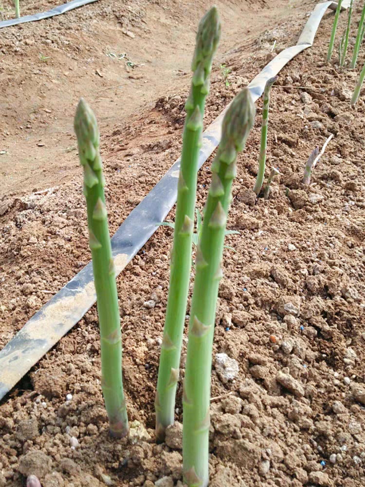 芦笋根苗绿色芦笋苗根紫色食用蔬菜苗庭院四季多年生阳台盆栽种植 - 图1