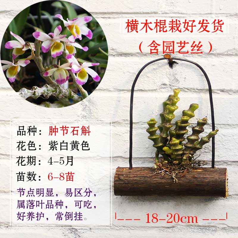 横木棍石斛兰栽好兰花苗盆栽垂吊挂铁皮金钗鼓槌花卉绿植物包邮