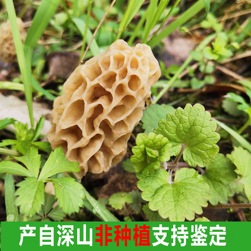 神农架特产羊肚菇野生羊肚菌特产野生羊肚蘑新鲜干货500g煲汤蘑菇 - 图1