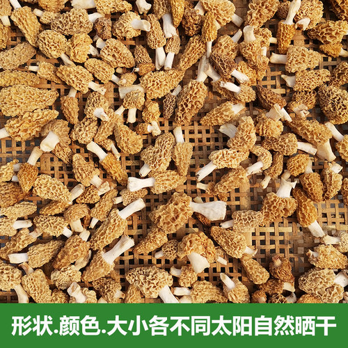 神农架特产羊肚菇野生羊肚菌特产野生羊肚蘑新鲜干货500g煲汤蘑菇 - 图2