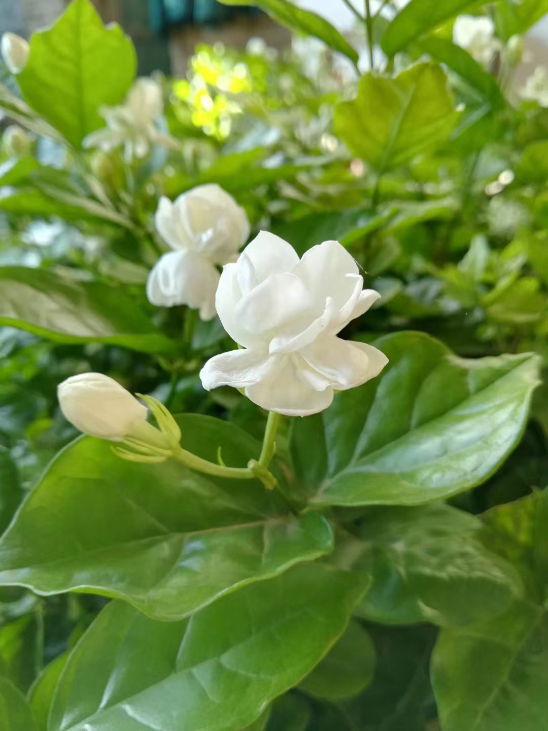 横县重瓣茉莉花盆栽老桩好养活木本植物盆栽花卉一物一拍 - 图3