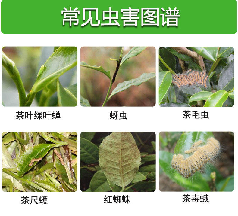 海特领创35%虫螨腈丁醚脲 茶叶茶园茶小绿叶蝉农药杀虫剂专用农药 - 图0