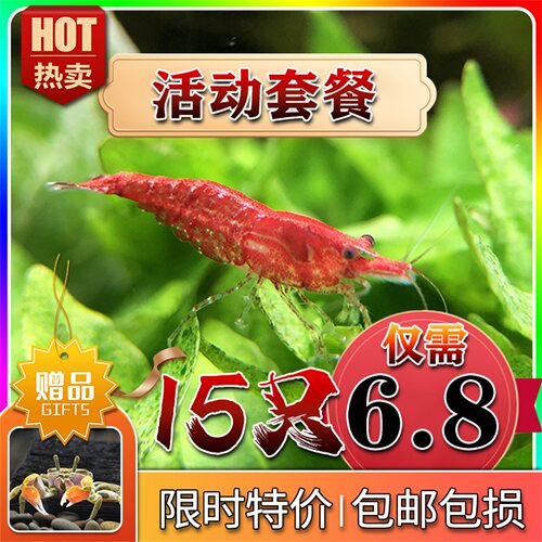 黑壳虾鲜活观赏虾淡水清洁除藻工具虾活体宠物樱花虾极火虾水晶虾 - 图0