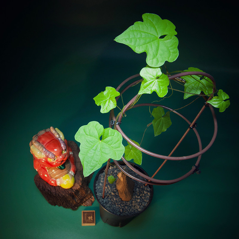 精品南非龟甲龙冬型块根多肉植物一物一拍带盆土送简易爬藤架包邮 玖生活馆 淘优券 精品南非龟甲龙冬型块根多肉植物一物一拍带盆土送简易爬藤架包邮 玖生活馆 淘优券