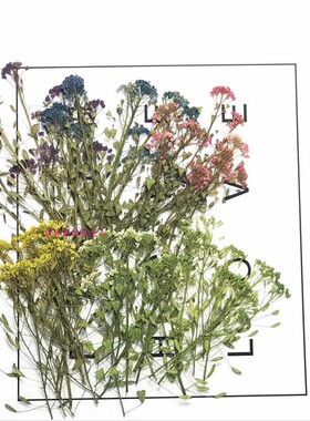 植物标本美妆小清新森系相框干花