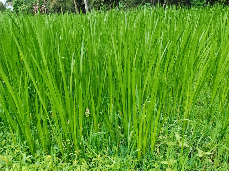 水生植物再力花苗水竹花叶芦竹千屈菜黄菖蒲苗美人蕉芦苇池塘植物 - 图3