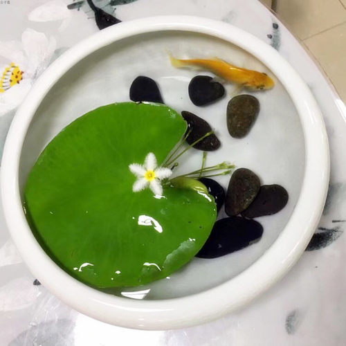 一叶莲水生花卉荷叶碗莲睡莲水培植物带花苞室内阳台莲花 - 图2