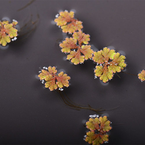 满江红珊瑚萍浮萍细绿萍红萍绿萍水生植物净化水质鱼虾浮性水草 - 图1