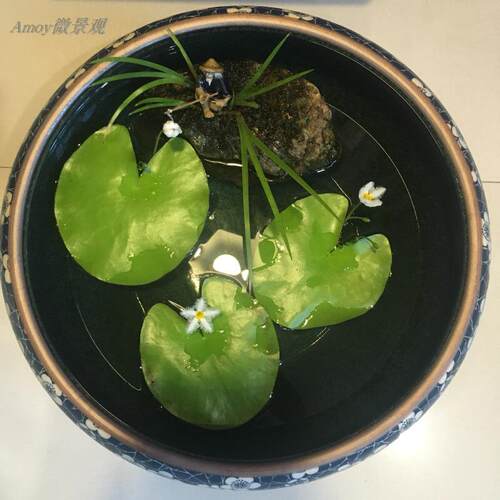 一叶莲碗莲水生花卉水培植物室内阳台四季开花美盆栽鱼缸浮萍睡莲 - 图1