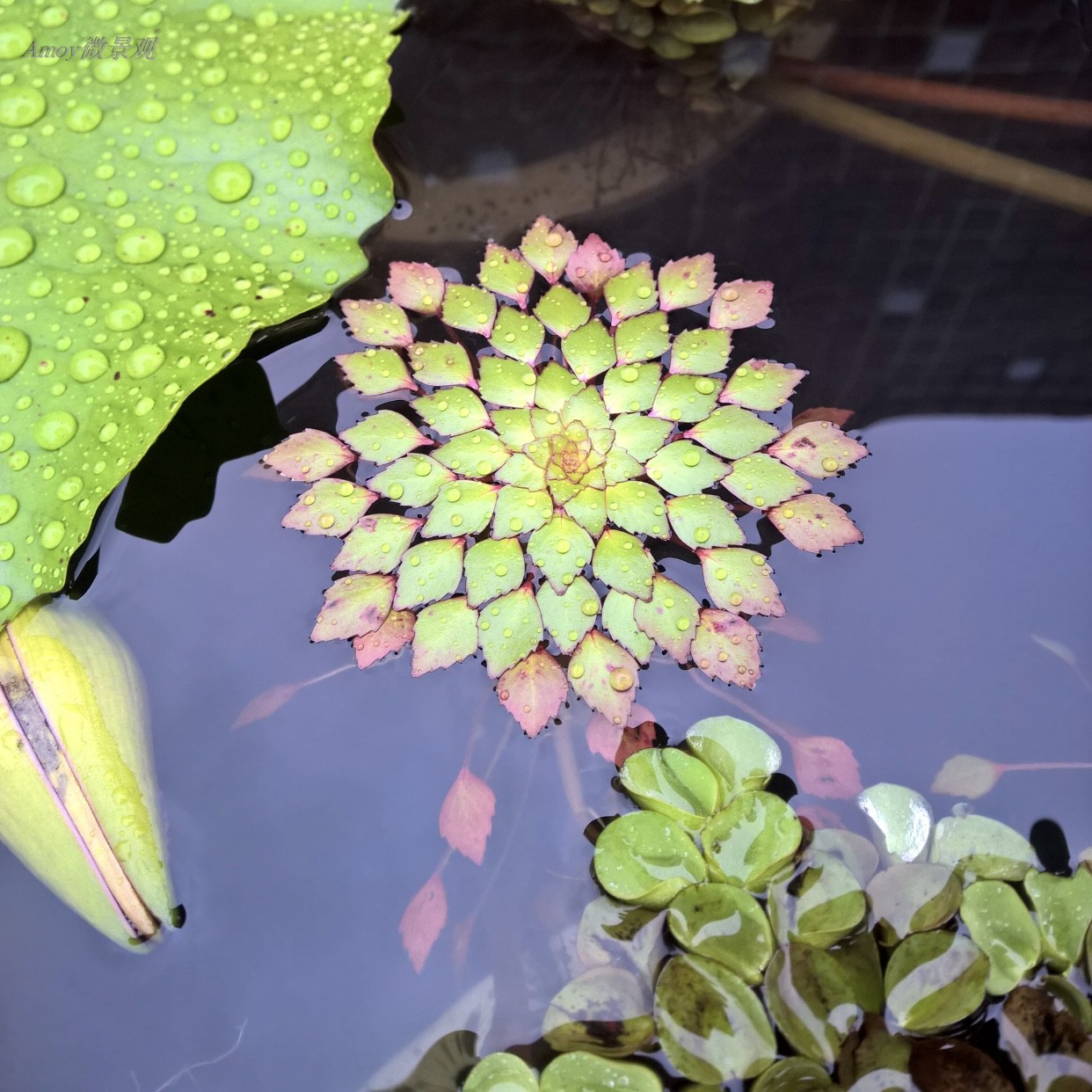 危地馬拉水丁香水生植物浮萍水上烟火黃花菱稀有品种水草微景观 Amoy微景观 淘优券 危地馬拉水丁香水生植物浮萍水上烟火黃花菱稀有品种水草微景观 Amoy微景观 淘优券