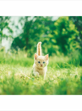 宠物壁画可爱猫咪海报儿童房墙贴书房寝室装饰画动物图小猫贴纸
