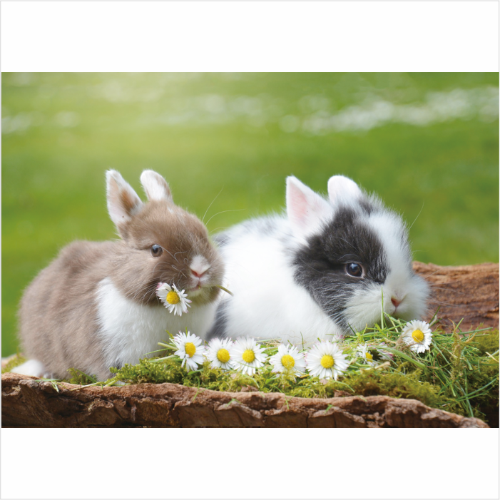 兔子海报儿童房装饰画可爱动物壁画萌宠小白兔灰兔早教图片贴画 - 图0