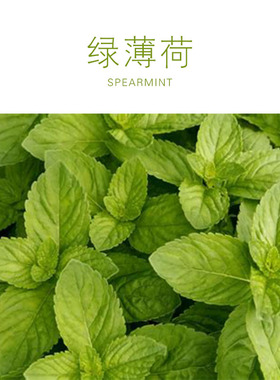 留兰香绿薄荷单方纯精油