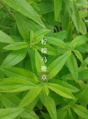 西班牙真正马鞭草纯精油香薰放松