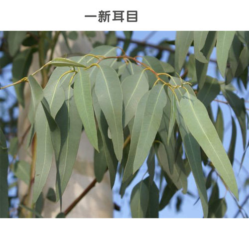 澳洲尤加利单方纯精油桉树护肤净化空气畅通呼吸咽喉香薰驱虫驱蚊 - 图1