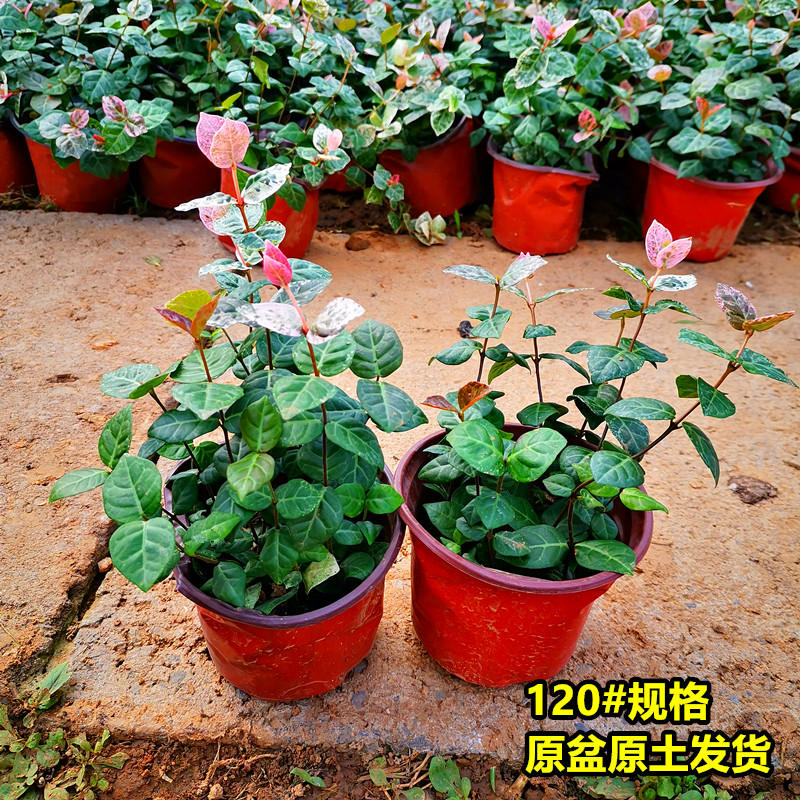 花叶络石盆栽阳台庭院好养植物五彩花卉室内彩叶垂吊黄金络石藤苗 - 图2