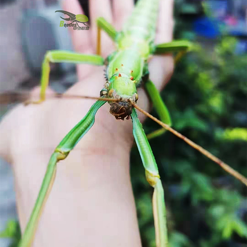 绿椒竹节虫活体宠物昆虫叶子虫叶䗛绿椒竹节虫另类巨扁卵吃芭乐-图1