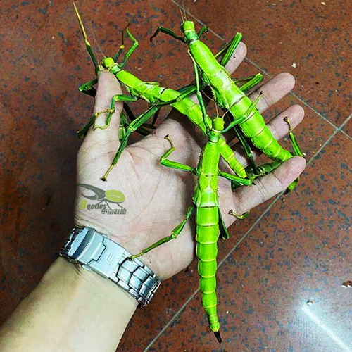 绿椒竹节虫活体宠物昆虫叶子虫叶䗛绿椒竹节虫另类巨扁卵吃芭乐 - 图0