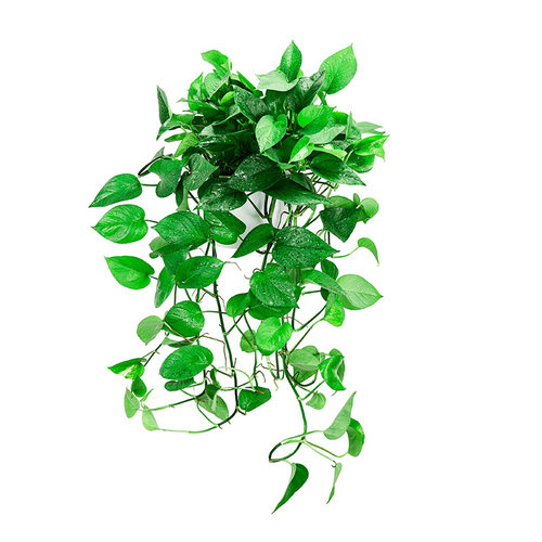 壁挂大叶长藤绿萝室内垂吊植物吸甲醛挂墙客厅好养活爬藤盆栽 - 图3