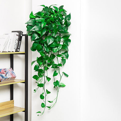 壁挂大叶长藤绿萝室内垂吊植物吸甲醛挂墙客厅好养活爬藤盆栽 - 图0