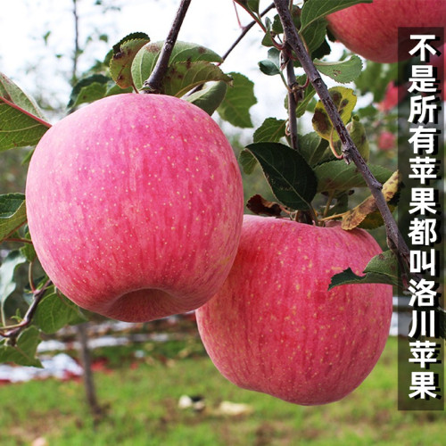 【绿色认证】正宗陕西洛川红富士苹果精美礼盒水果新鲜送礼发京东 - 图0