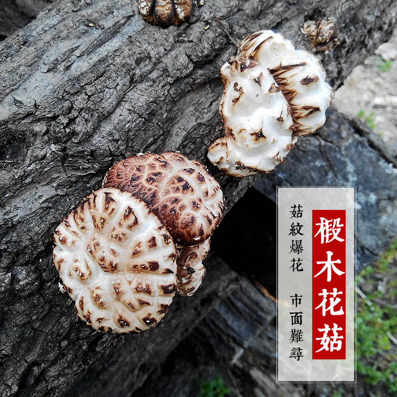 正宗房县小花菇神农架野生香菌煲汤蘑菇干货原椴木冬菇湖北土特产 - 图1