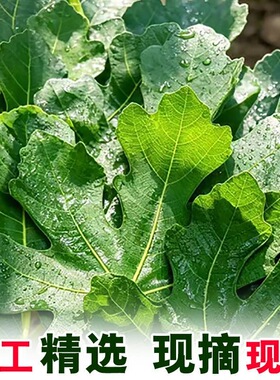 新鲜无花果叶子药用zhi疮熏洗现摘现发树叶保鲜产后坐浴包邮