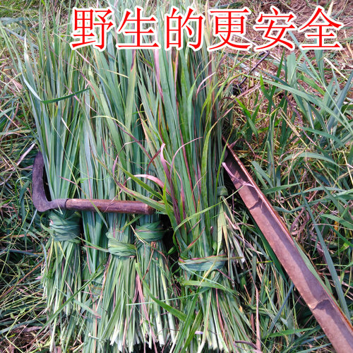 野生香茅草坐月子洗澡专用品种传统产妇产后泡澡药包洗头满月发汗 - 图1