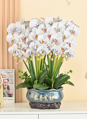 别墅蝴蝶兰仿真花高品质装饰花卉高档花艺摆件客厅电视柜摆花假花