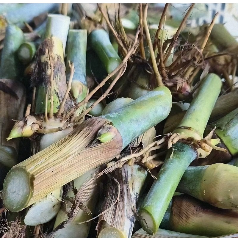 高产耐寒皇竹草种子台湾无毛甜象草3号种节巨菌草多年生四季牧草 - 图0