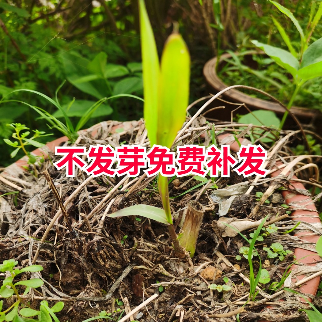 甜象草3号种节无毛高产耐寒皇竹草巨菌草种子多年生四季常青牧草 - 图0