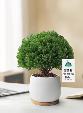 放青松绿植雾松室内小盆栽雾凇办公室桌面放轻松植物摆件四季好养