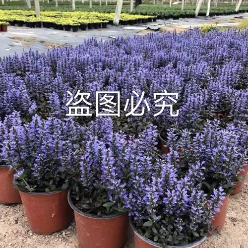 十二单姬新款筋骨草110盆栽耐寒耐热多年生庭院花卉绿植宿根植物 - 图0