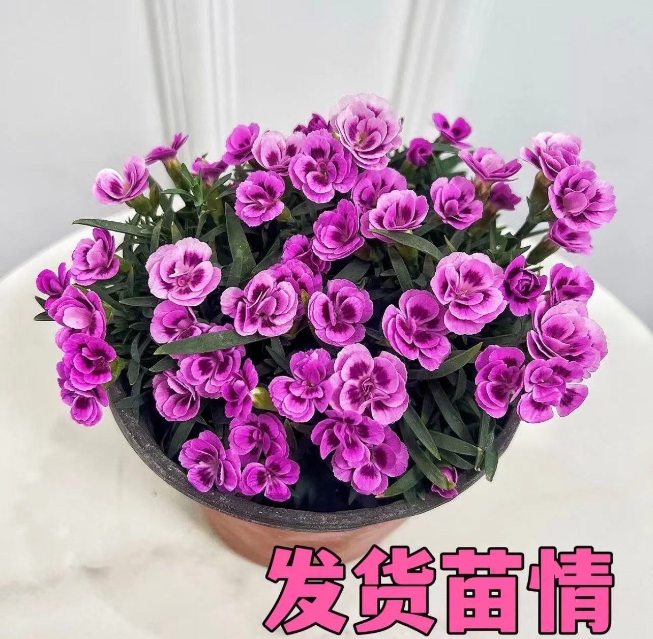 初吻蜜桃派紫色婚礼石竹康乃馨盆栽庭院阳台耐寒耐热绿植花卉带花 - 图1