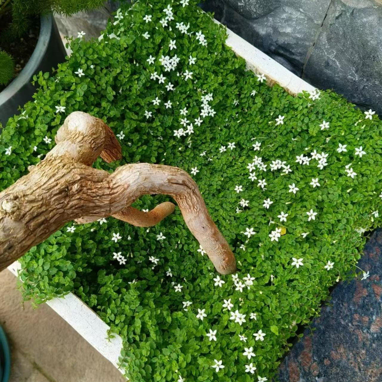 【新西兰半边莲】120口径盆 进口多年花开花草坪像洒落满地的繁星,淘宝优惠券,粉丝福利购,淘宝优惠卷