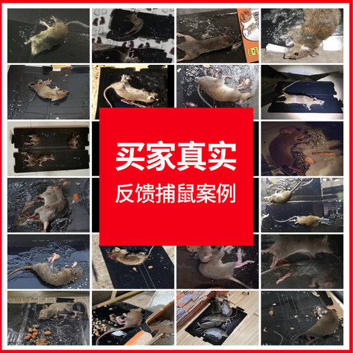 粘鼠板强力胶粘贴纸大老鼠贴夹子笼灭沾捕鼠器家用除捉抓老鼠正品 - 图2