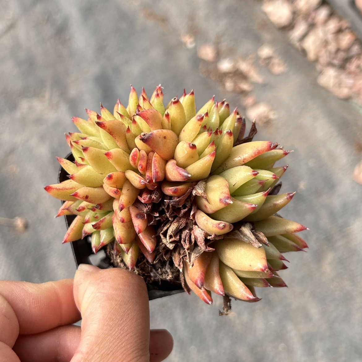 黄金玛利亚虎鲸缀化新品多头大棵精品稀有多肉植物花卉一物一拍 - 图2