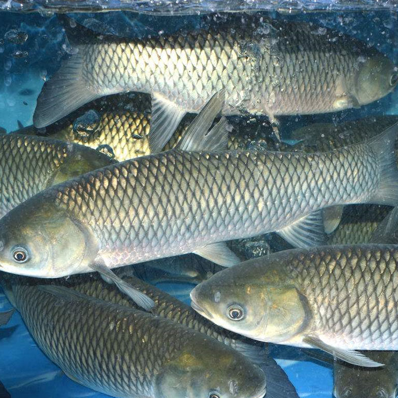 2.8-3斤1条北京闪送 鲜活草鱼 新鲜淡水水产 鲜活 活鱼