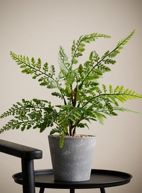 北欧简约蕨类盆栽摆件